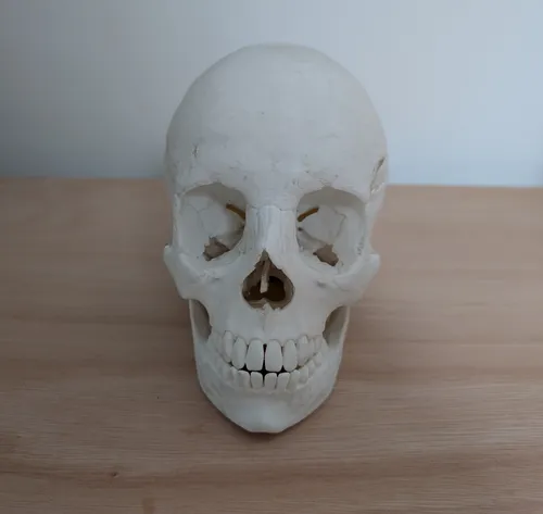Anatomical 3D Printed Human Skull