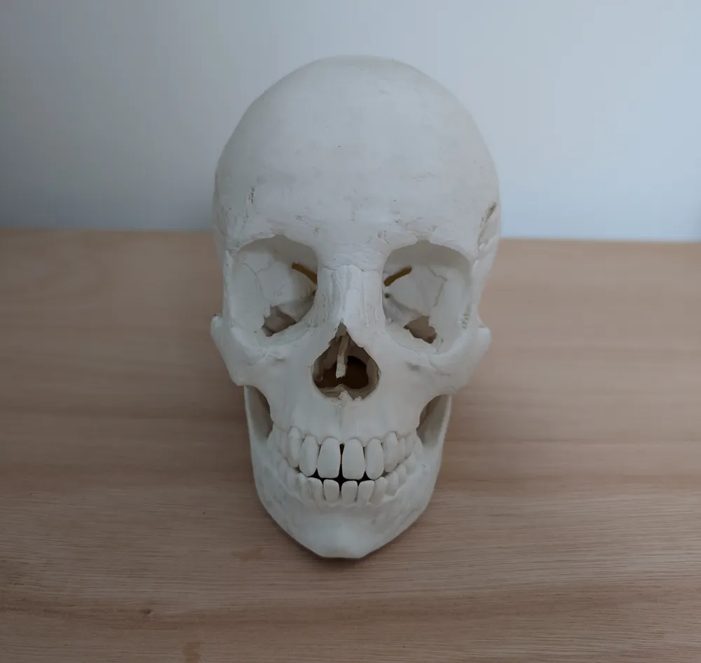3D printed anatomical human skull front view