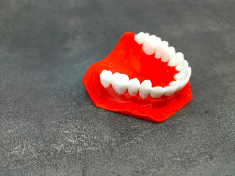 3D printed human maxilla model side view